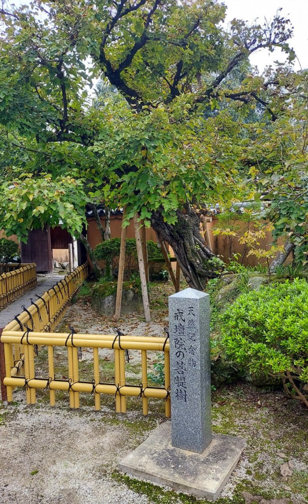 戒壇院　菩提樹